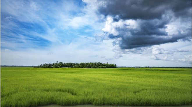 করোনার কারণে হাওরে ধান কাটা নিয়ে শঙ্কা ,বিশেষ ব্যবস্থার আশ্বাস